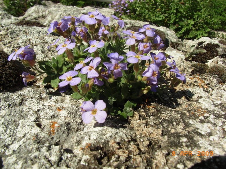 sulle mura - Aubrieta columnae